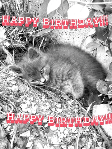 Happy Birthday GIF