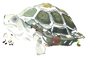 Happy Turtle Sticker