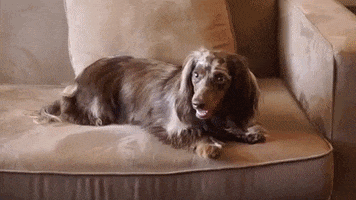 Dogs Home GIF by bautifulbox