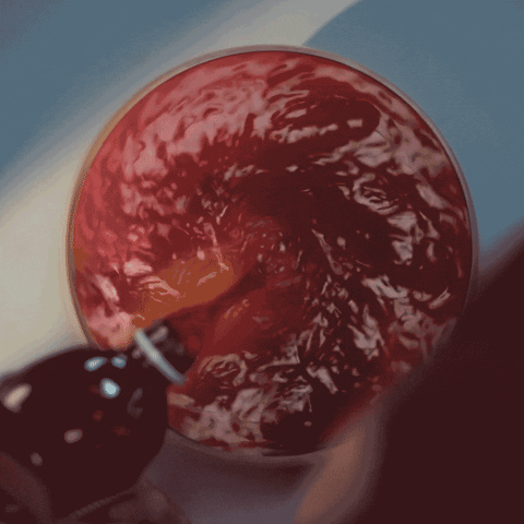 Satisfying Cranberry Juice GIF by Ocean Spray Inc.