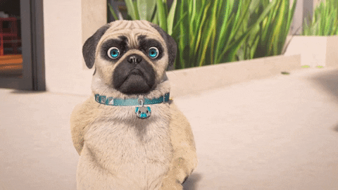 Download Hello Gif Funny Animals Pictures