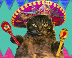 Cat Mexican GIFs - Get the best GIF on GIPHY