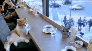 Coffee Shop Cat GIF by Espressolab