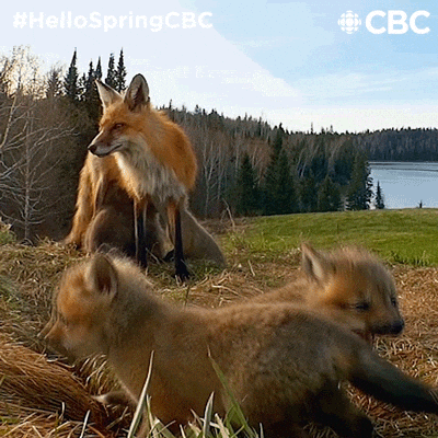 famille-de-renard