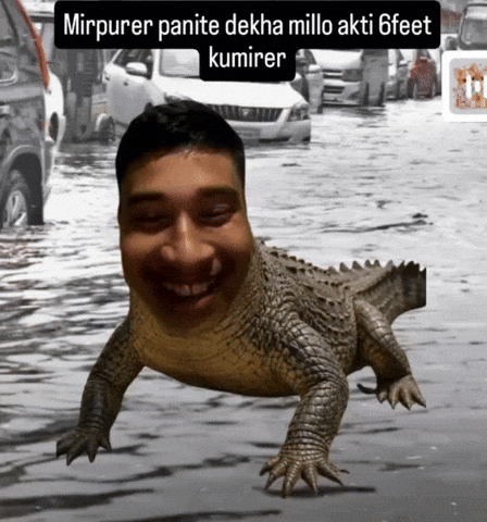 Crocodile Adib GIF
