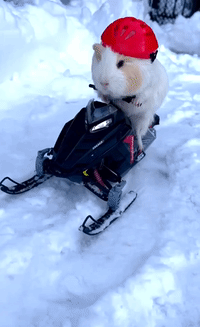 Guinea Pig Rides Tiny Snowmobile