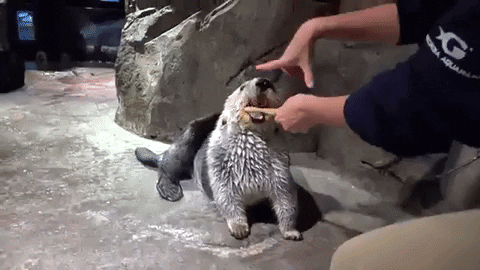 ラッコ 今日のgif ラッコ 今日のgif