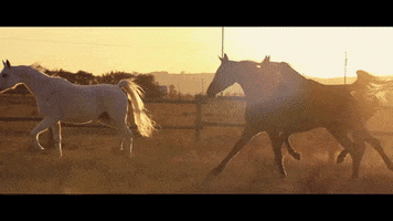 Horses Afrikaans GIF by Universal Music Africa