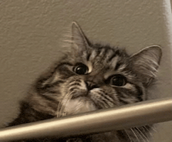 Sad Cat GIF
