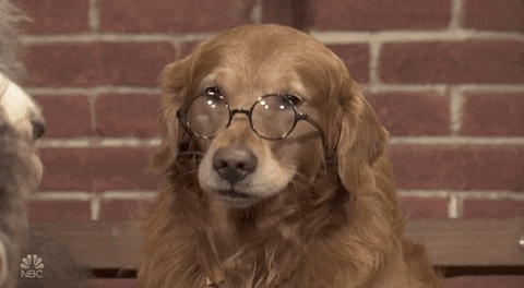 Dog Snl GIF by Saturday Night Live - Find & Share on GIPHY