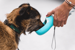 Dog GIF