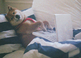 Dog Typing GIFs - Get the best GIF on GIPHY