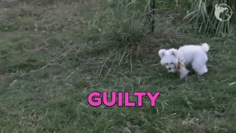 Guilty Dog Gifs Get The Best Gif On Giphy