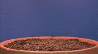 plants seeds GIF by New Economy Coalition plants seeds GIF by New Economy Coalition