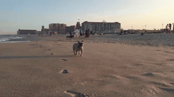 Frenchie GIF