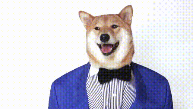 dog in a suit