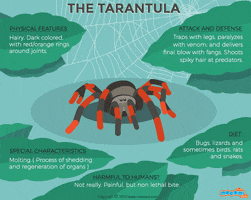 Spider GIF