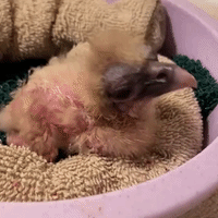 Critically Endangered Egyptian Vulture Chick Hatches at San Diego Zoo