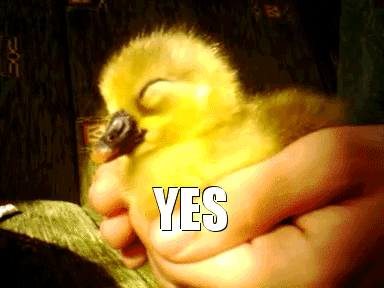 duck agrees GIF
