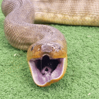 funny snake gif