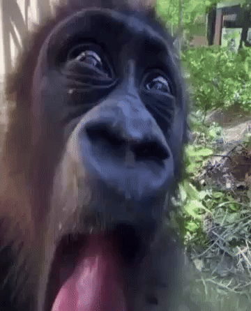 Monkey GIF