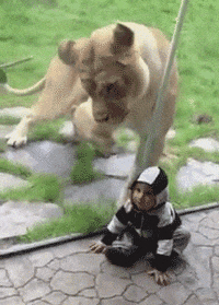 Lion-lauberbach GIFs - Get the best GIF on GIPHY