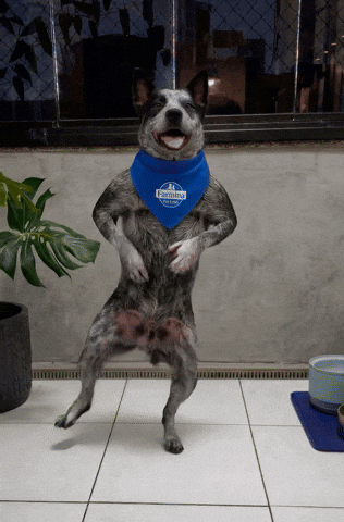 Dance Dog GIF by Tornado - Blue Heeler