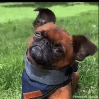 Brussels Griffon What GIF