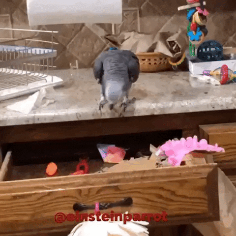 African Grey Parrot Dancing GIF by Einstein Parrot