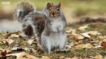 awkward bbc squirrel spy haunted GIF