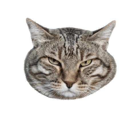 Amici di Chicco Sticker