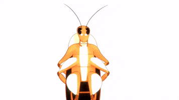 Bug Insect GIF