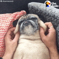 Dog Pug GIF by The Dodo