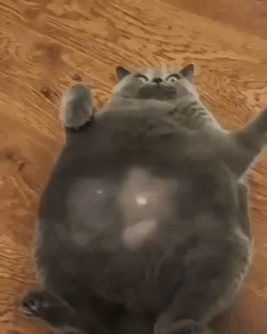 Cat GIF