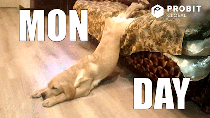 Cute-puppy GIFs - Get the best GIF on GIPHY
