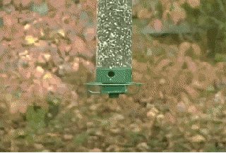 bird feeder spinning GIF