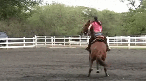Women Horse GIF - Find & Share on GIPHY