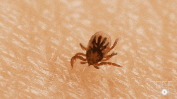 200.gif?cid=fc005b08876d55bb18128f65b30ed7d31fec2871a06ae533&rid=200.gif&ct=g