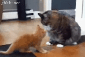 funny cats GIF