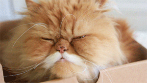 persian cat GIF