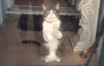let me out kitten GIF