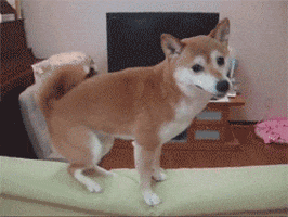 shiba inu dog GIF