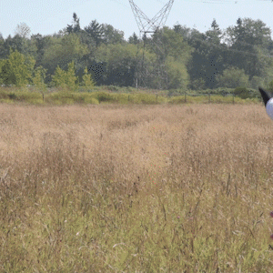 Jim Pattison Broadcast Group GIF