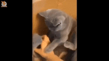 V GIF