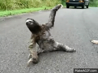 Yoga Sloth Falling Over