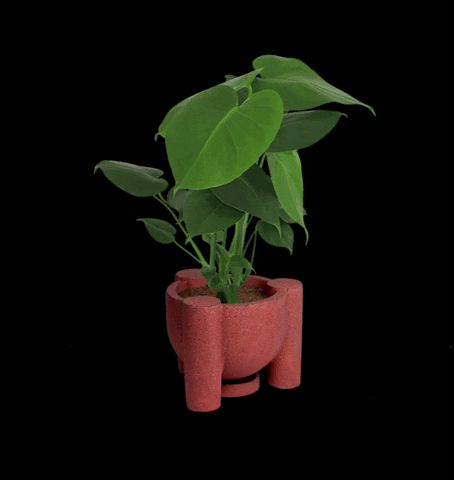 MuyBonito plants plantas monstera bonito GIF