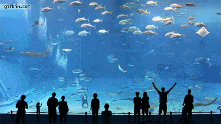 sea GIF