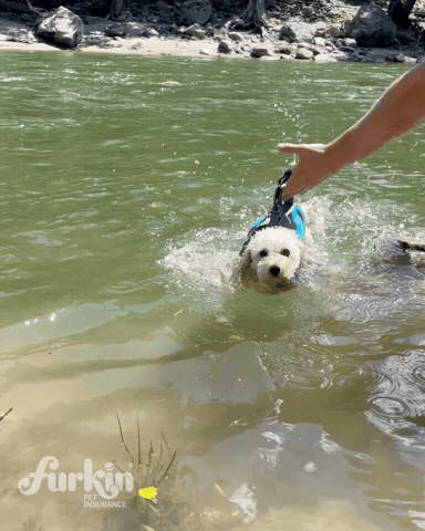 furkinpetinsurance GIF