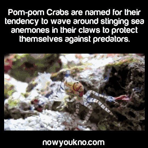 Video gif. A Pom-pom crab waves clumps of sea anemone in its claws like it’s in a cheerleader. It looks like it has a little smile on its face as well. Text, “Pom-pom Crabs are named for their tendency to wave around stinging sea anemones in their claws to protect themselves against predators” 
