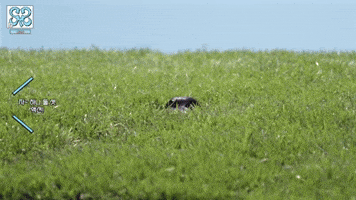 H2H GIF